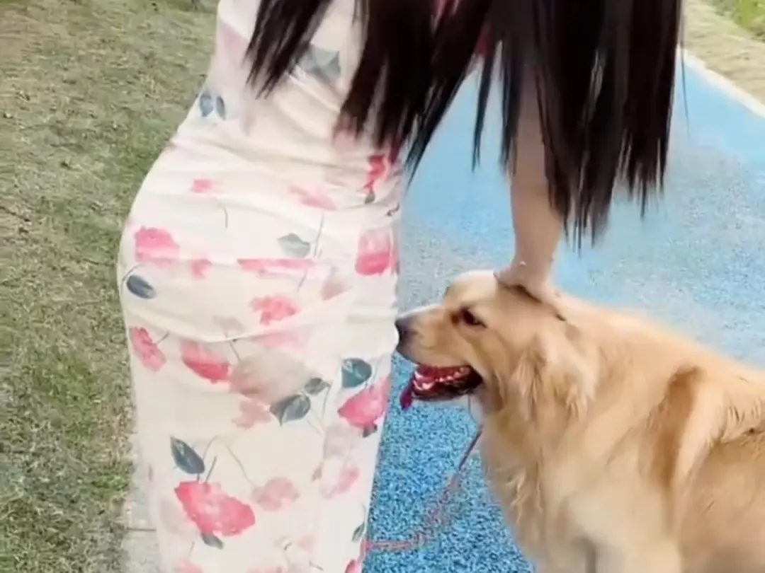 抖音香香公主与爱犬的爱犬金毛科普视频全季免费在线看，无卡顿纯净极速播放，抖音香香公主与爱犬直播回放免费提取